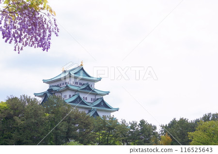 名古屋城堡塔樓和紫藤花 名古屋城堡塔樓和紫藤花 116525643