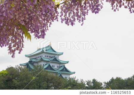 Nagoya Castle tower and wisteria Nagoya Castle tower and wisteria 116525653