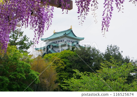 Nagoya Castle tower and wisteria 116525674