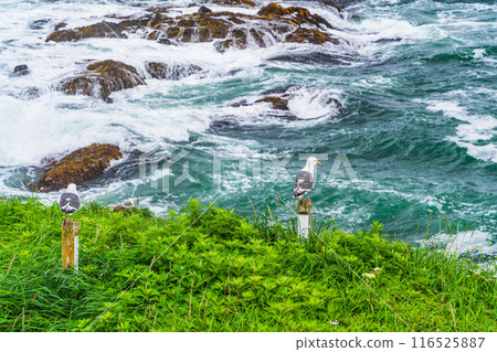 [Hokkaido, Hama-naka Town] Cape Kiritappu (Cape Yufutsu) A black-backed gull perched on a rocky patch of grass. 116525887