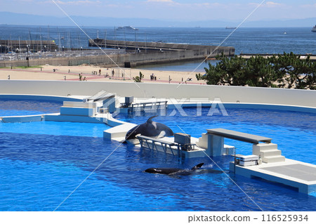Kobe Suma Sea World, Suma Ward, Kobe City, Sumakaihinkoen Station, Suma Station, JR Kobe Line, summer vacation, aquarium, killer whale, orca 116525934