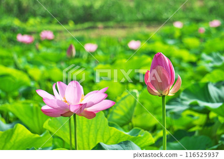 荷花田裡盛開的粉紅色荷花和花朵（夏季，七月） 116525937