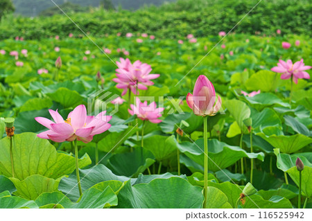 荷花田裡盛開的粉紅色荷花和花朵（夏季，七月） 116525942