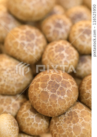 Image of mushrooms_shimejitake 116525950