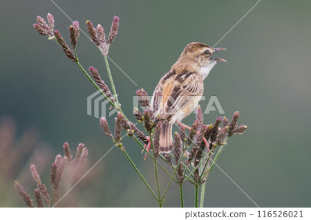 Sekka在自己的領地裡絕望地鳴叫 116526021