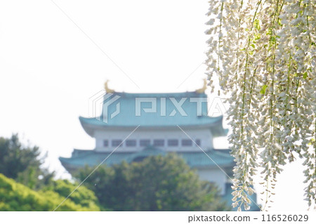 名古屋城塔和白紫藤 116526029