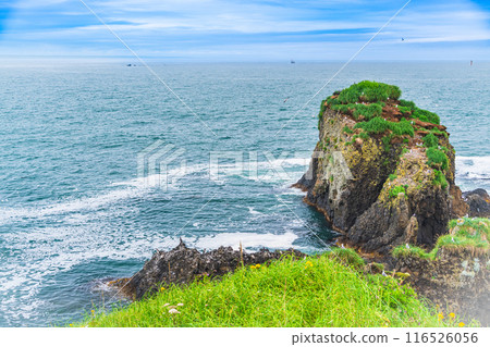 [Hokkaido, Hama-naka Town] Cape Kiritappu (Cape Yufutsu) Wild birds on the rocks 116526056