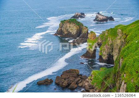 [Hokkaido, Hama-naka Town] Cape Kiritappu (Cape Yufutsu) Wild birds on the rocks 116526064