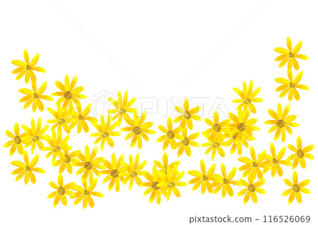 菊芋花卡 1 116526069