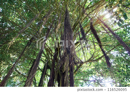 Ficus benghalensis,Ficus indica,banyan,banyan fig or Indian banyan sacred tree. Ficus benghalensis,Ficus indica,banyan,banyan fig or Indian banyan sacred tree. 116526095