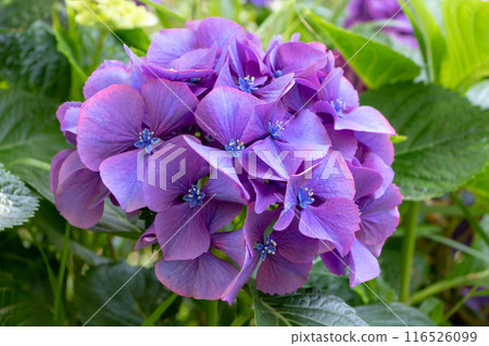 Hydrangea macrophylla purple flower head close-up. 116526099