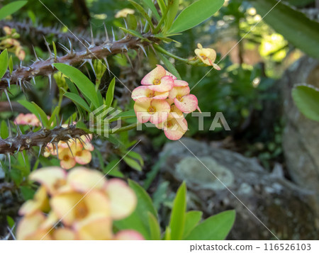 Crown of thorns or Christ plant or Christ's thorn plant or Euphorbia milii with pale yellow flowers. 116526103