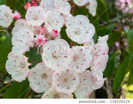Mountain laurel or kalmia latifolia flowers and buds cluster. Mountain laurel or kalmia latifolia flowers and buds cluster. 116526124