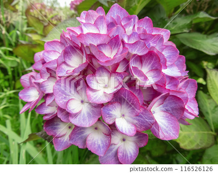 French hydrangea white flowers with purple margins French hydrangea white flowers with purple margins 116526126