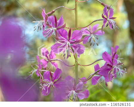 Fireweed, chamaenerion angustifolium or rosebay willowherb pink flowers closeup with blurred foreground Fireweed, chamaenerion angustifolium or rosebay willowherb pink flowers closeup with blurred foreground 116526131
