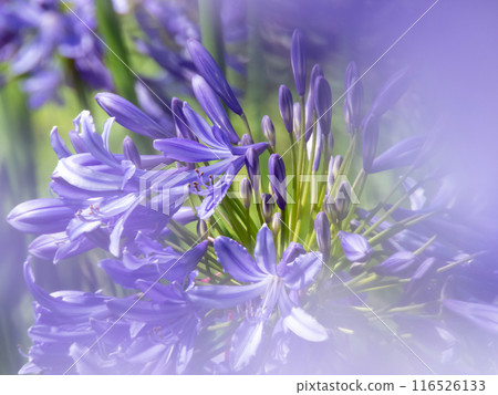 Agapanthus praecox, lily of the Nile or African lily purple flowers close-up with blurred foreground 116526133
