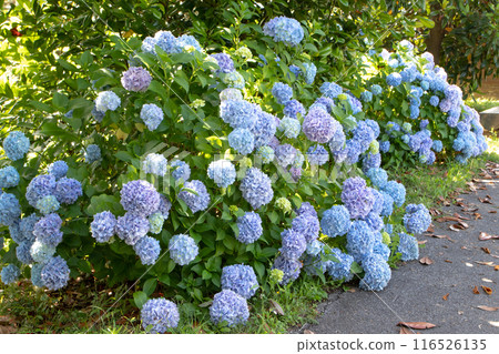 Hydrangea macrophylla ornamental shrubs with blue flower heads garden hedge. 116526135