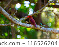 Ruddy Kingfisher perching on a branch 116526204