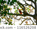 A ruddy kingfisher eating dinner 116526208