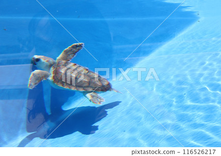 海龜 海龜 暑假 水族館 神戶須磨海洋世界 須磨海濱公園站 須磨站 暑假 JR神戶線 海龜 海龜 暑假 水族館 神戶須磨海洋世界 須磨海濱公園站 須磨站 暑假 JR神戶線 116526217
