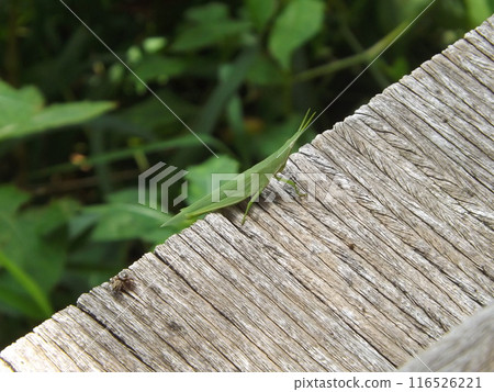 Atractomorpha lata 116526221