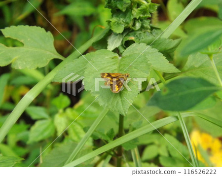 Potanthus flavus resting on the leaves Potanthus flavus resting on the leaves 116526222