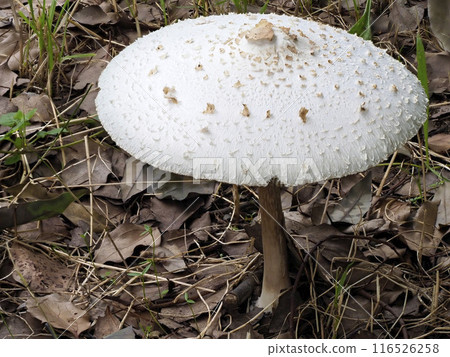 公園裡生長的 Oshirokarakasatake 116526258