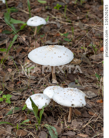 公園裡生長的 Oshirokarakasatake 116526265