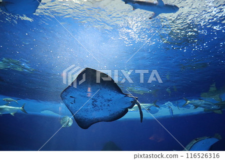 大白鯊水族館 須磨海濱公園站 須磨站 JR神戶線 暑假海底 116526316