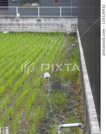 一隻灰鷺在市區稻田裡尋找食物 116526432