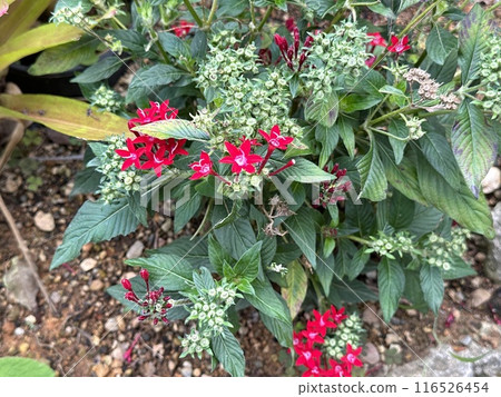 紅色pentas花 紅色pentas花 116526454