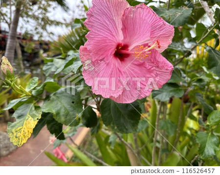 在南部國家盛開的芙蓉 116526457