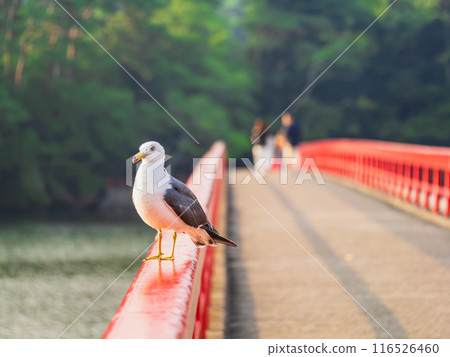 One of the Three Most Scenic Views of Japan: Black-tailed Gulls of Matsushima One of the Three Most Scenic Views of Japan: Black-tailed Gulls of Matsushima 116526460