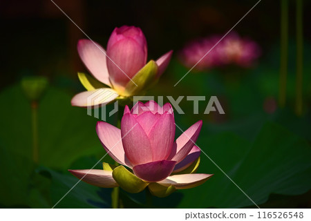 The beauty of lotus flowers created by light and shadow 116526548