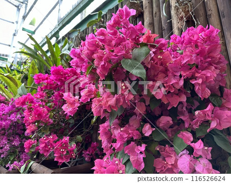 紅色九重葛花 紅色九重葛花 116526624