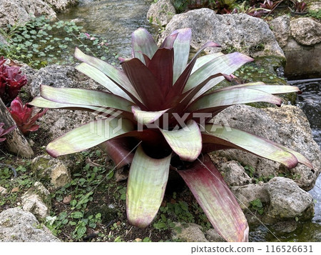 Plant Plant 116526631