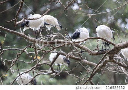 A red-crowned crane perched on a tree A red-crowned crane perched on a tree 116526632
