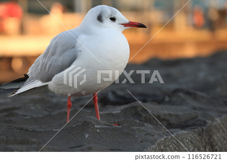Black-headed gull perched on a rock Black-headed gull perched on a rock 116526721