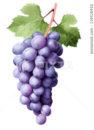 grape clusters on strands with white background, isolated 116526918