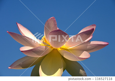 藍天和蓮花 116527118