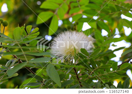 看起來像化妝棉的 Hamatocephala 花 看起來像化妝棉的 Hamatocephala 花 116527140