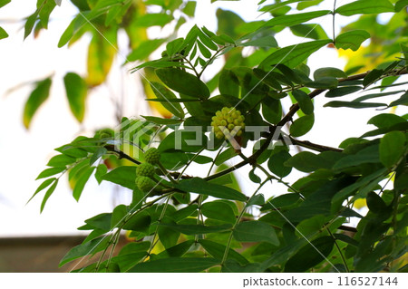 Haematocephala buds with flowers that look like cosmetic puffs Haematocephala buds with flowers that look like cosmetic puffs 116527144