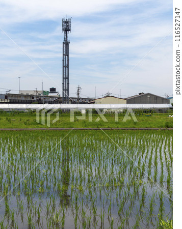 Rural scenery in the city 116527147