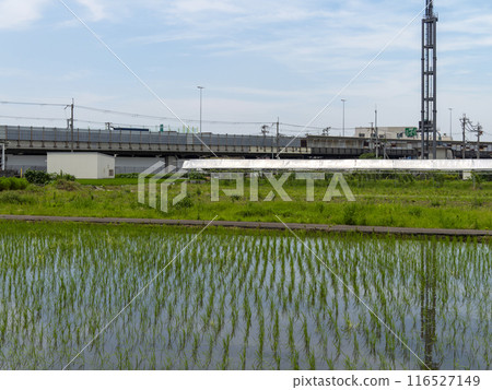 Rural scenery in the city 116527149