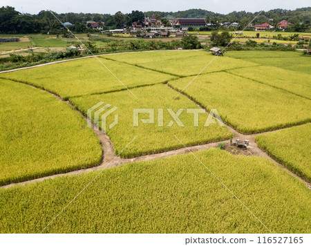 Aerial view of rice paddy field in Pua district a significant maize-growing area in Nan province of Thailand. 116527165