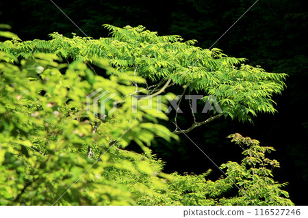 Japanese pepper leaves shining in the sunlight in a forest of fresh greenery Japanese pepper leaves shining in the sunlight in a forest of fresh greenery 116527246