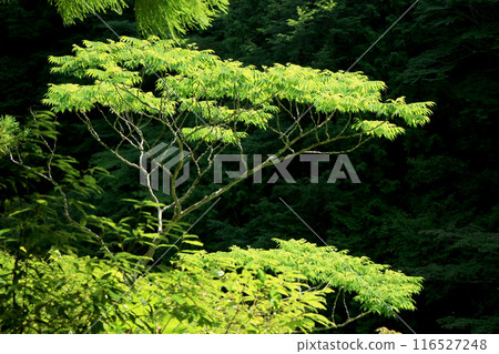 Japanese pepper leaves shining in the sunlight in a forest of fresh greenery Japanese pepper leaves shining in the sunlight in a forest of fresh greenery 116527248