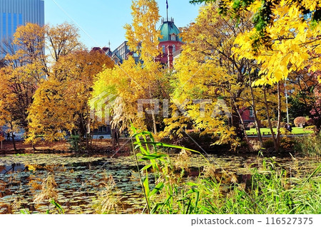 Autumn leaves in the front yard of the Hokkaido Prefectural Government Red Brick Building 116527375
