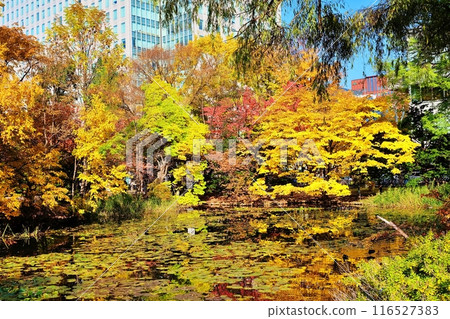 Autumn leaves in the front yard of the Hokkaido Prefectural Government Red Brick Building 116527383