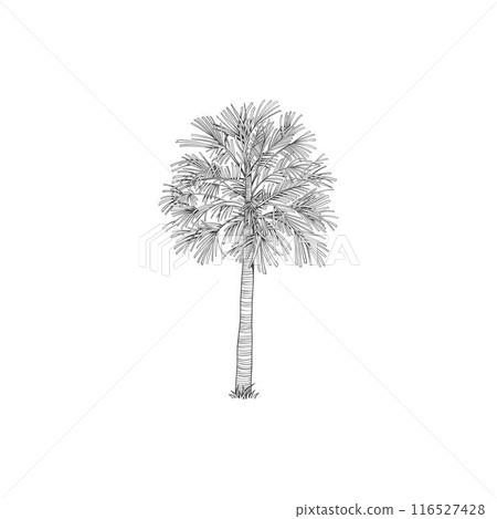 Hand drawn tropical palm tree. Vector of hawaii beach palm tree, fern and frond outline, botany flora tropical illustration Hand drawn tropical palm tree. Vector of hawaii beach palm tree, fern and frond outline, botany flora tropical illustration 116527428
